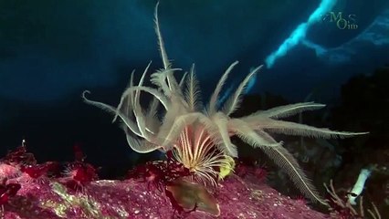 Beauty Under Antarctica's Ice Sheet, Icebergs & Penguins 40