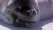 Beauty Under Antarctica's Ice Sheet, Icebergs & Penguins 43