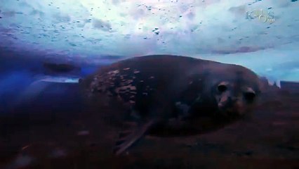 Beauty Under Antarctica's Ice Sheet, Icebergs & Penguins 49