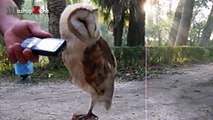 Owl - A Funny Owls And Cute Owls Compilation NEW