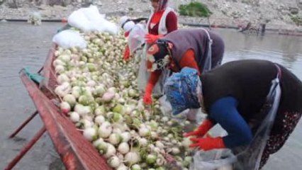 Hava Şartları Turp Sezonunu Erken Bitirdi