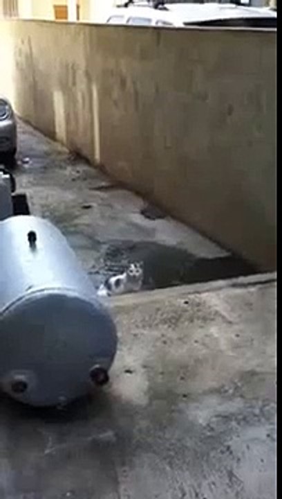 Provoked Cat Attack