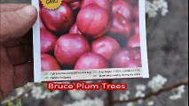 ...,  Bruce Plums Trees    we offer for sale at HH Farm