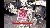 Bruce Plums Trees    we offer for sale at HH Farm