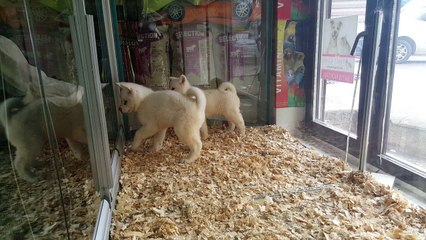 Akita inu yavrular bursa- İstanbul -Ankara- İzmir -Eskişehir- Kütahya