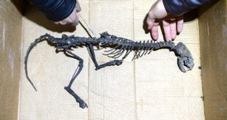 Van'da Caminin Kömür Deposunda Bulunan Hayvan İskeleti Şaşırttı