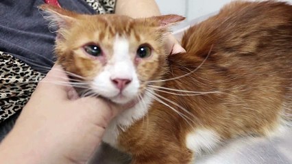 A one-year-old cat has very high fever