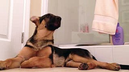 German Shepherd dog sings with his owner