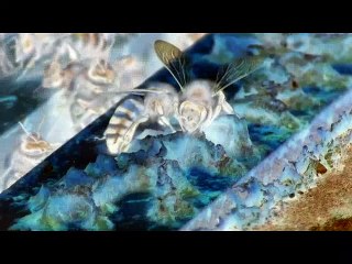 عسل أنثى النحل