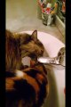 Mes chats et l'eau