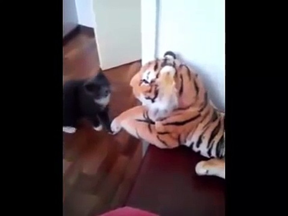 Funny Cats Compilation - 2016