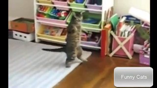 funny cats compilation ✔