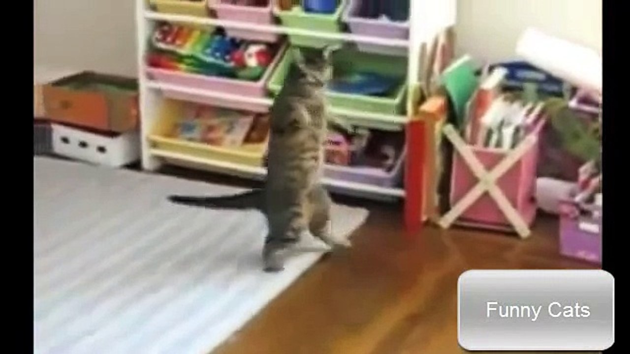 funny cats compilation ✔