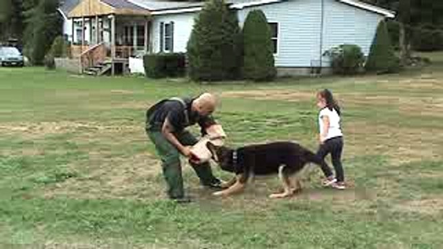 GERMAN SHEPHERD PROTECTING 4 YEAR OLD LITTLE GIRL FROM BAD GUY