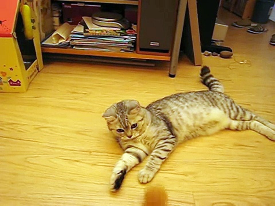 playing wool ball with my cat - )