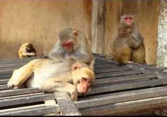 Tourists Visit Monkey Temple in Jaipur