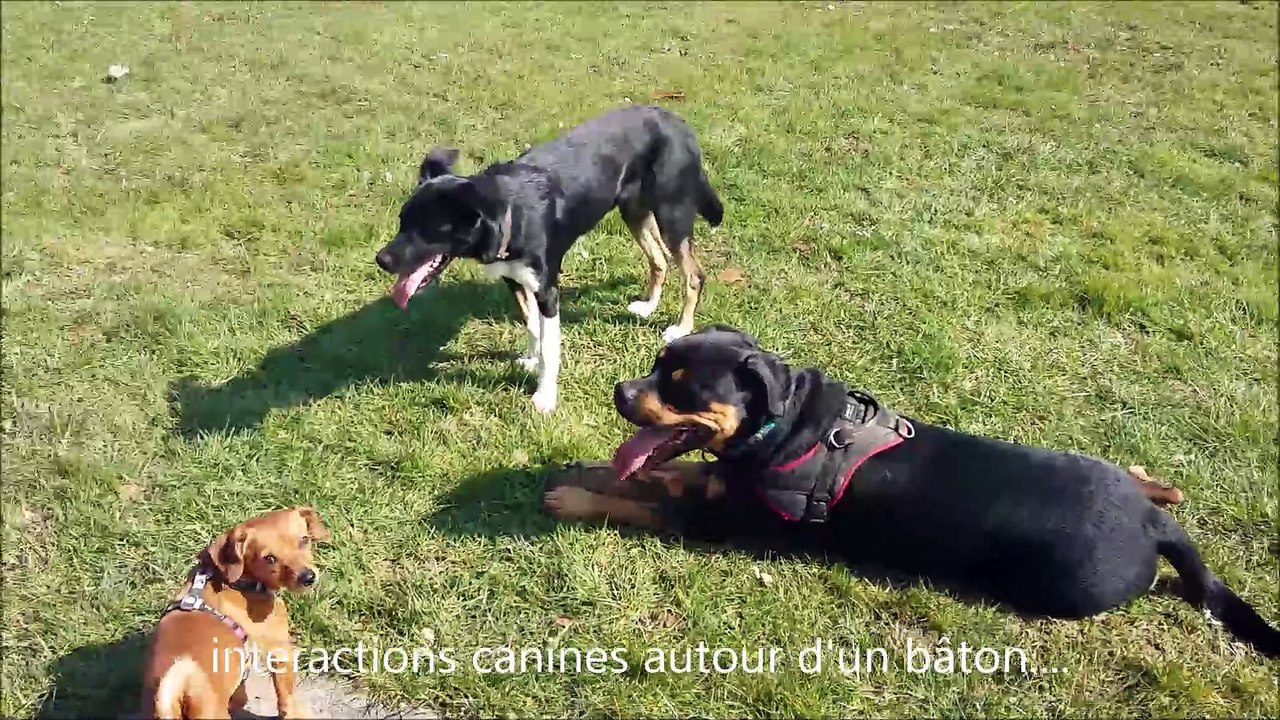 interactions_canines