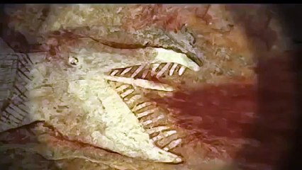 День опоссума (Короткометражный мультик).