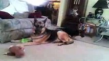German shepherd puppy playing with dad