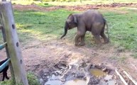 Baby Elephant Spooked By Screaming Goat
