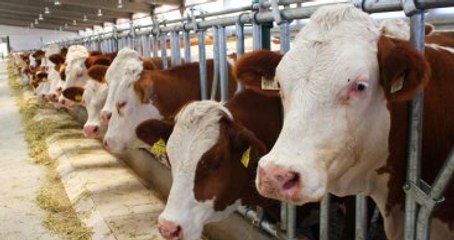 Üreticiler Rest Çekti, Süt 50 Liraya Yükselebilir