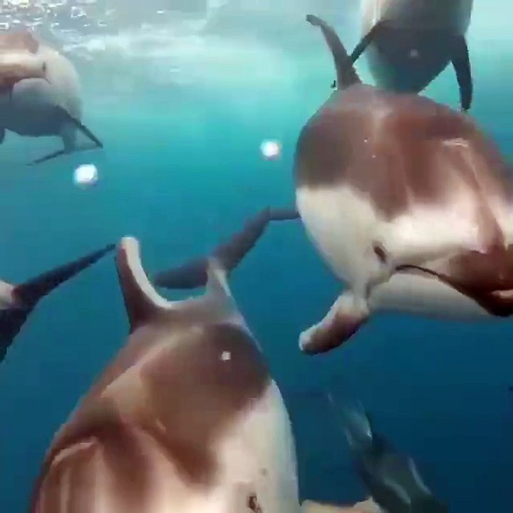 Swimming with dolphins