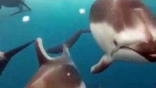 Swimming with dolphins