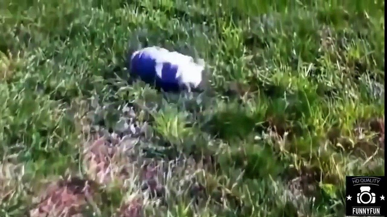 The funniest dog world in 2015 P1 - Những chú chó hài hước nhất thế giới 2015 P1