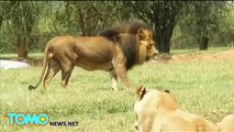 Lion attack- American tourist mauled to death at South African safari park - TomoNews