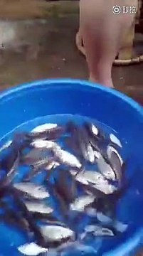 Des chinois mangent des poissons vivants