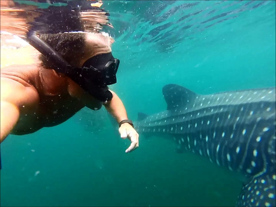 whales sharks in las perlas