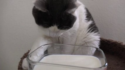 Cats That Don't Like Milk