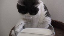 Cats That Don't Like Milk
