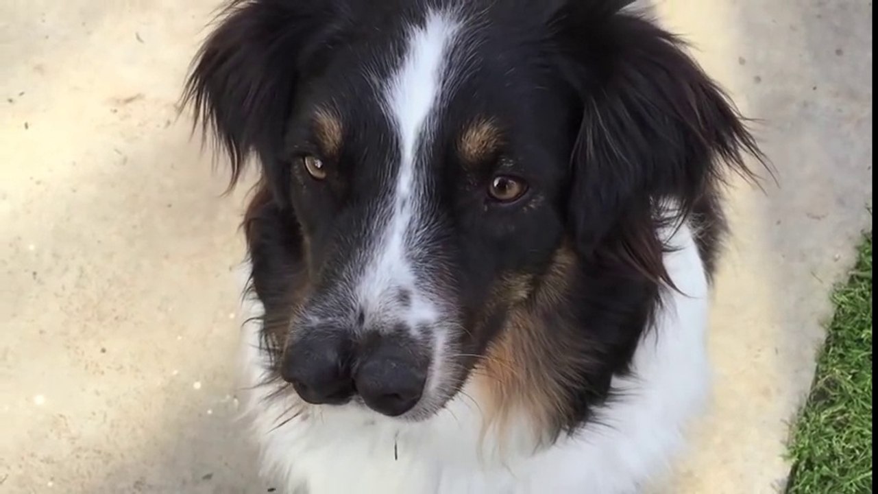 Un chien a deux nez collés sur la face! Deux truffes...