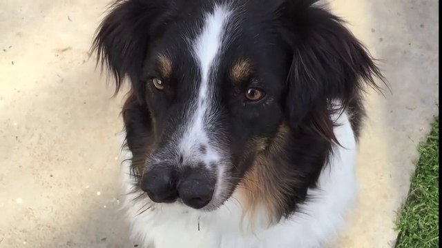 Un chien a deux nez collés sur la face! Deux truffes...