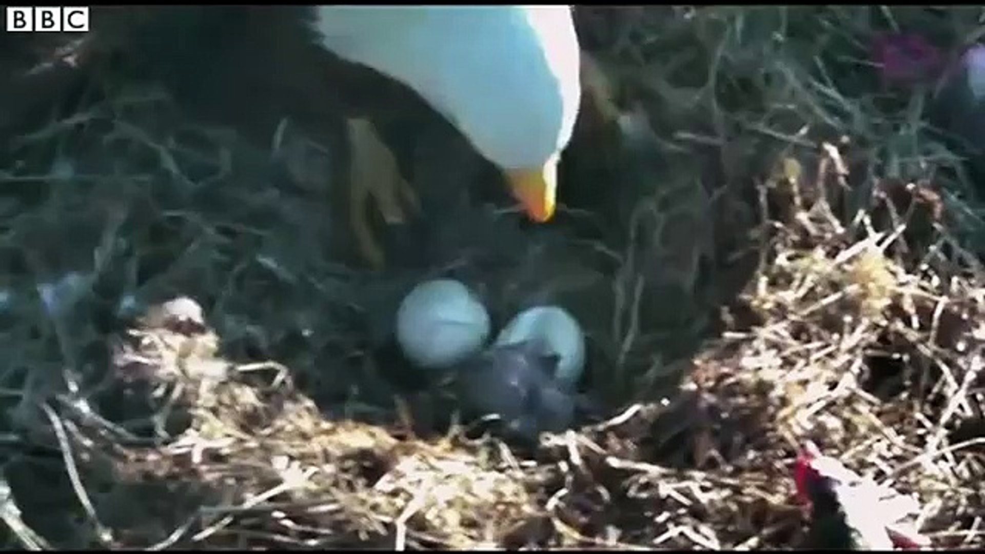 Un Bebe Aigle D Amerique Eclot De Son Oeuf Sous Les Yeux De Ses Parents Video Dailymotion