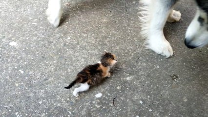 Big dog afraid of little fluffy kitten