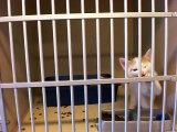 My kitten Tiger asking me to adopt him at the shelter