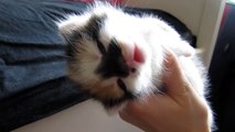 Cute Sleepy Kitten (ORIGINAL VIDEO!)