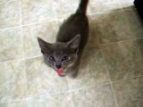 Kitten sounds like a squeaking door