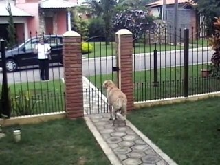 My Labrador Camila and Her Kitten Tobias Reunited