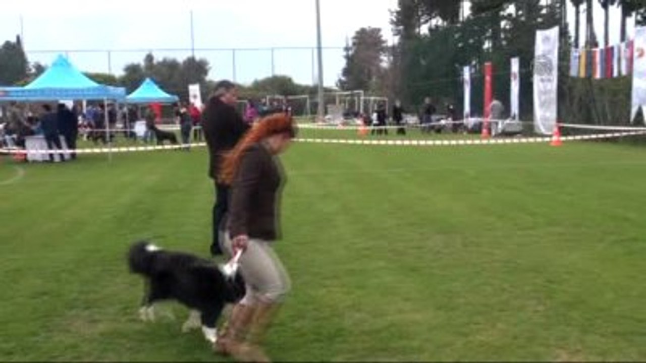 Ulusal Irk Standartları Yarışması