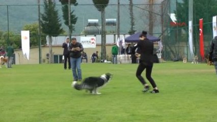 Kemer - Köpekler Birincilik İçin Yarıştı