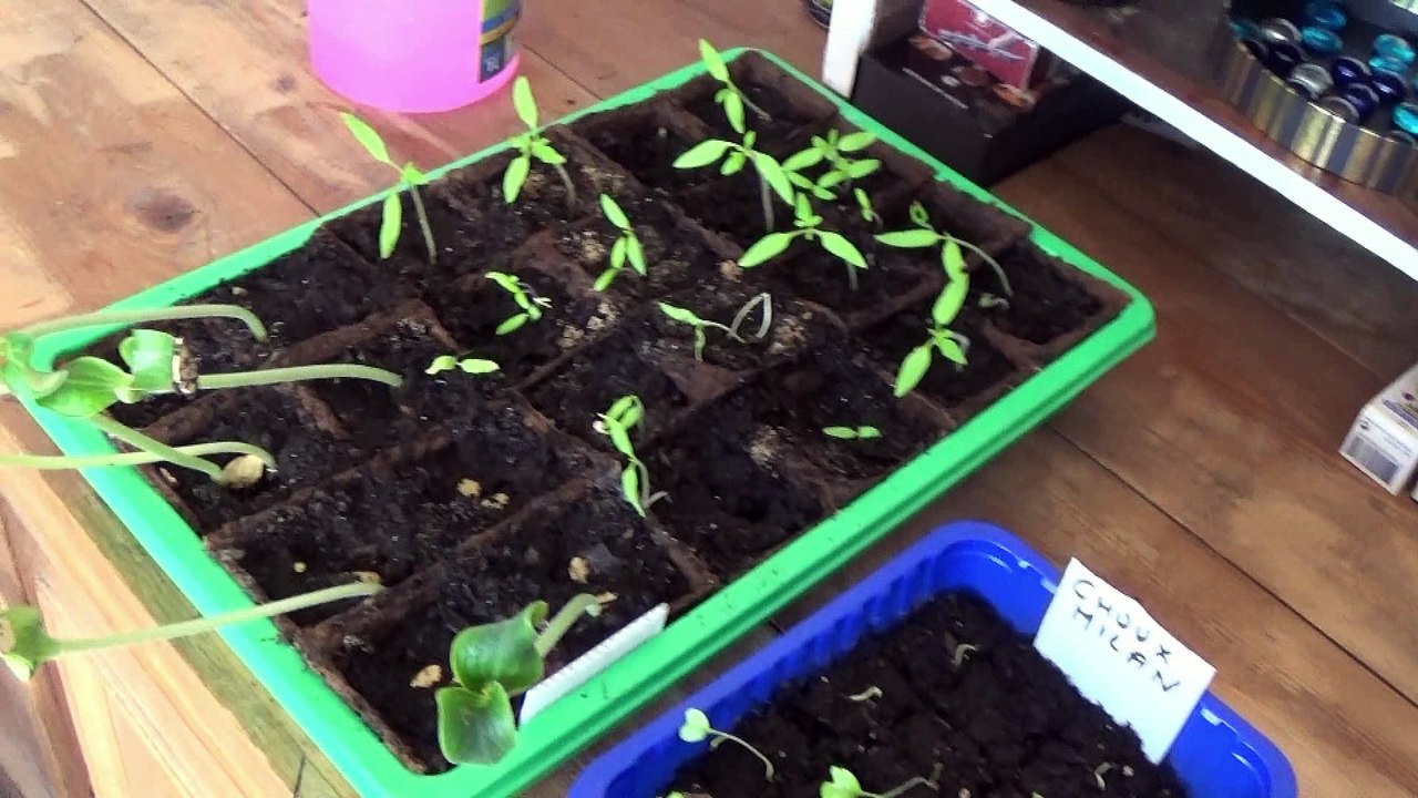 Premiers Plants 03 mars 2016