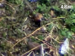 Havalı tüfekle sülün avı