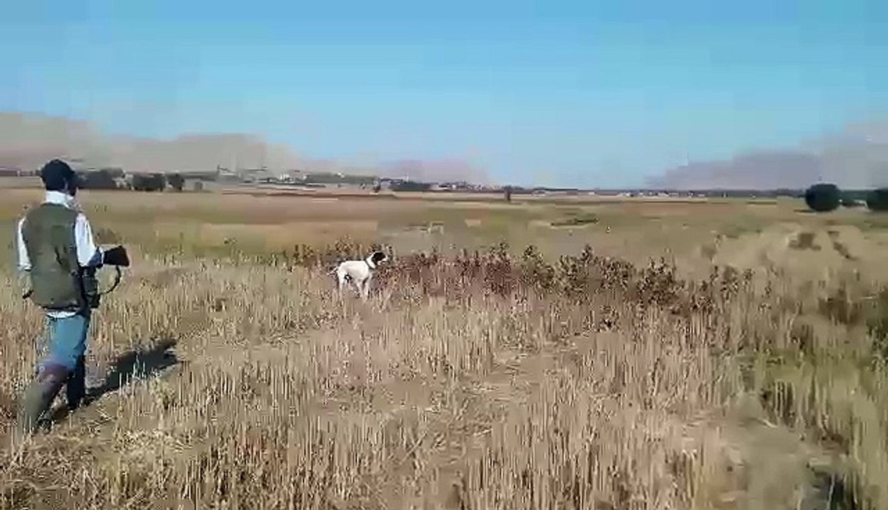 Bıldırcın avı Pointer ferma