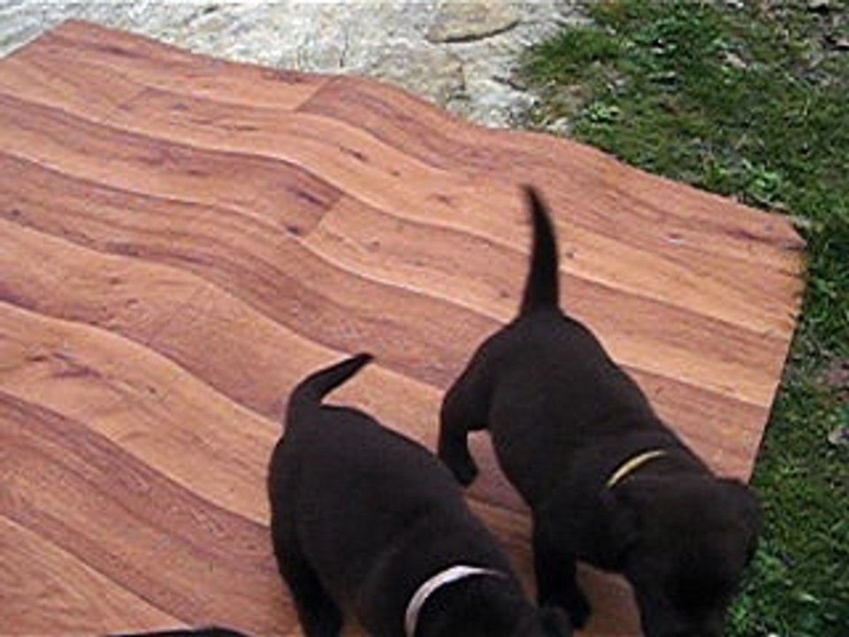 une des première sortie des bébés d'habby- le domaine de la sauvagine-normandie- 14 f