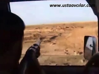 Havalı tüfek ile üveyik avı