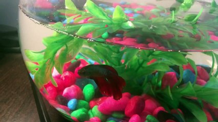 My Siamese fighting fish