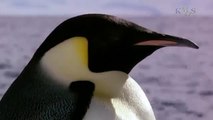 Beauty Under Antarctica's Ice Sheet, Icebergs & Penguins 96